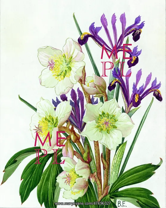 : Christmas Roses and Iris Reticulata