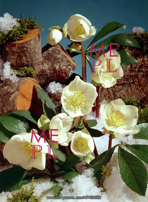  : Christmas Roses and logs in snow