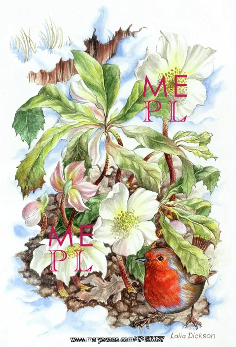  : Christmas Roses and Robin in the snow