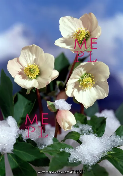  : Christmas Roses with Snow