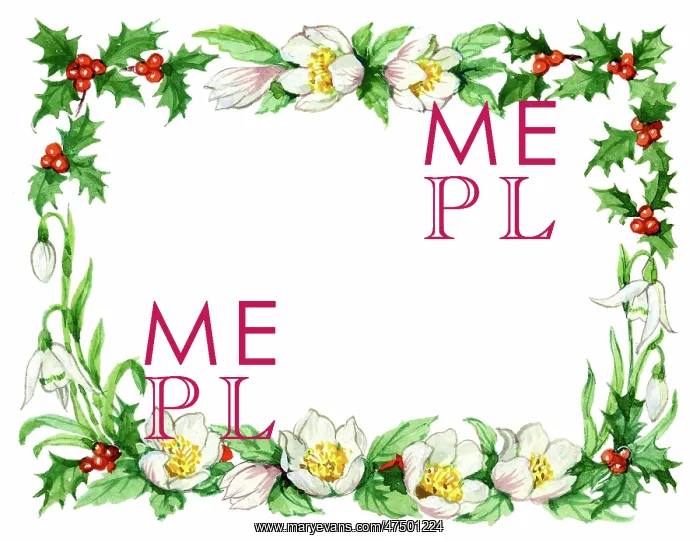 : Christmas roses, snowdrops and holly