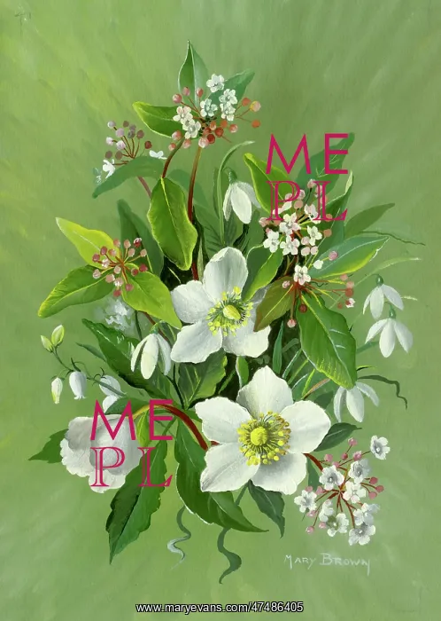  : Christmas roses, snowdrops and viburnum