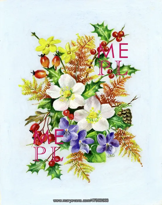 : Christmas roses, violets, jasmine, holly etc : Christmas roses, violets, jasmine, holly etc