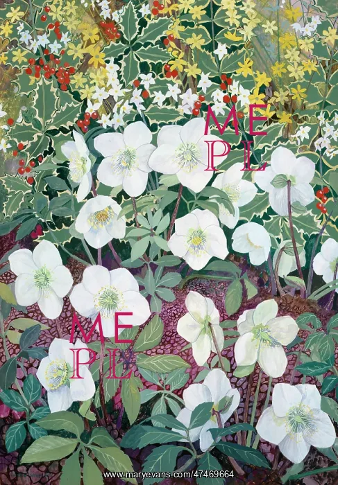 : Christmas Roses ? with Winter Jasmine : Christmas Roses ? with Winter Jasmine