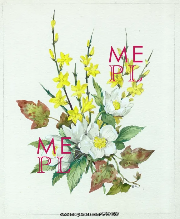  : Christmas roses and winter jasmine