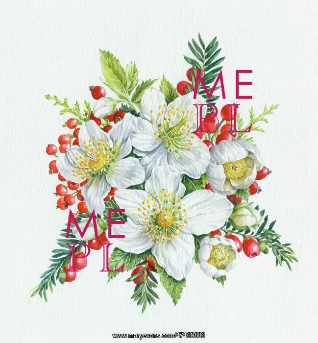  : Christmas Roses and Yew Berries