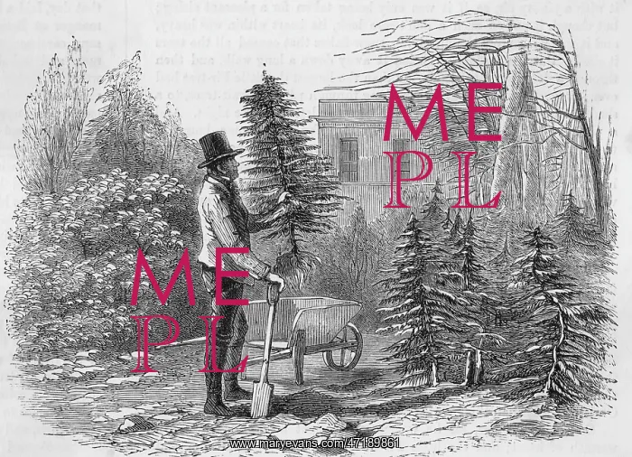  : CHRISTMAS / TREE DUG UP