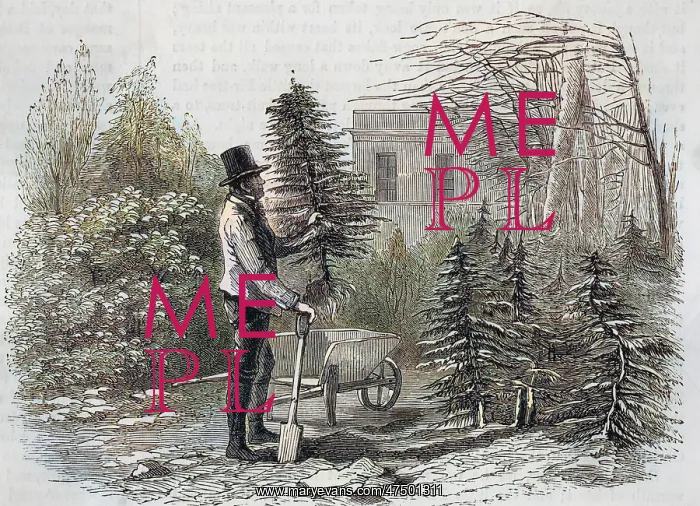  : CHRISTMAS / TREE DUG UP