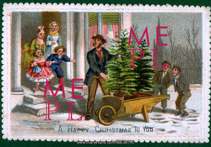 : Christmas tree seller : Christmas tree seller