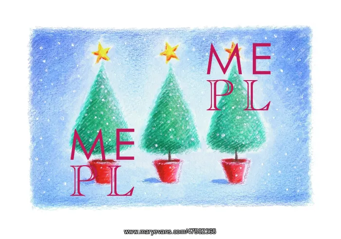  : Three Christmas trees in pots