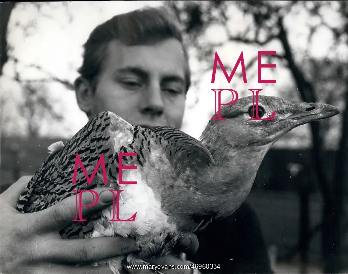 : Christopher Marler with Great Bustard : Christopher Marler with Great Bustard