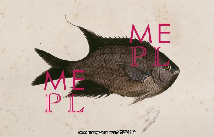 : Chromis chromis, damselfish : Chromis chromis, damselfish