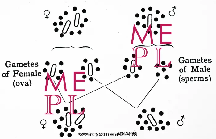 : Chromosomes of the bug Protenor, from RC Punnett : Chromosomes of the bug Protenor, from RC Punnett
