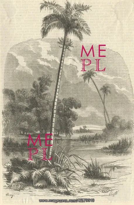 : Chrysalidocarpus lutescens, areca palm : Chrysalidocarpus lutescens, areca palm