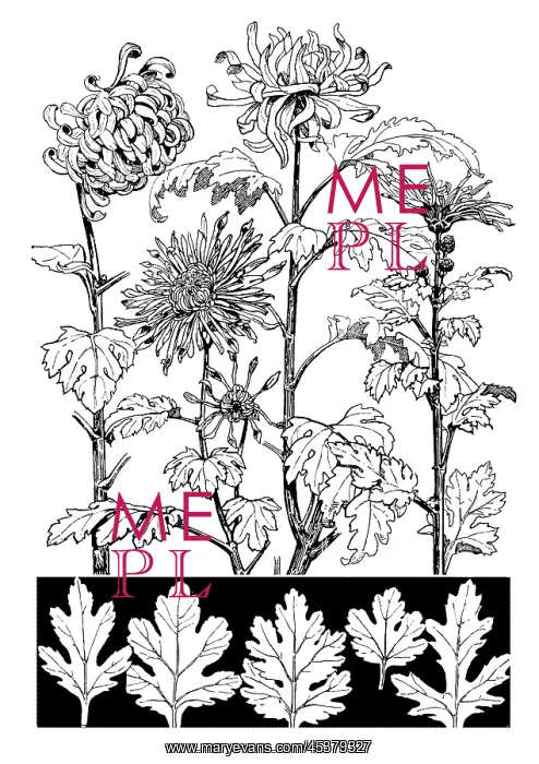 : Chrysanthemum : Chrysanthemum