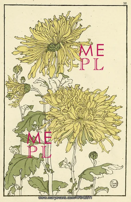 : Chrysanthemum : Chrysanthemum