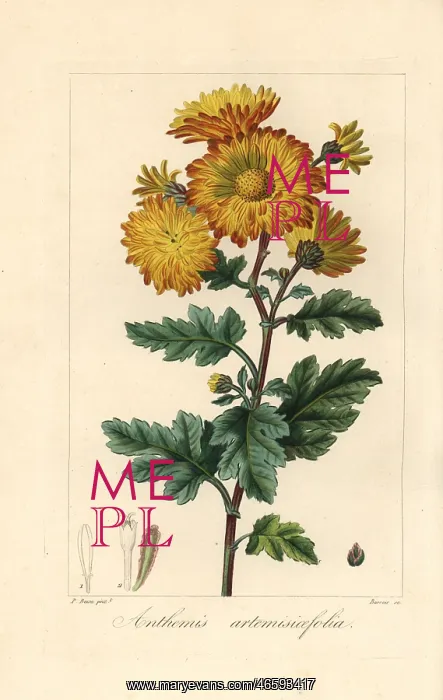 : Chrysanthemum, Anthemis artemisiaefolia, native to China : Chrysanthemum, Anthemis artemisiaefolia, native to China