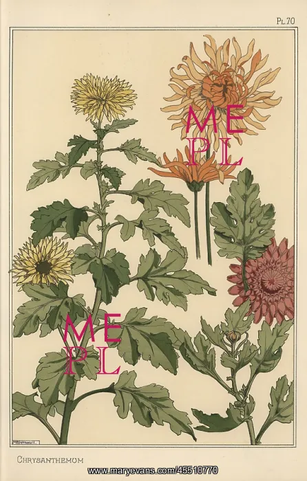 : Chrysanthemum botanical study : Chrysanthemum botanical study