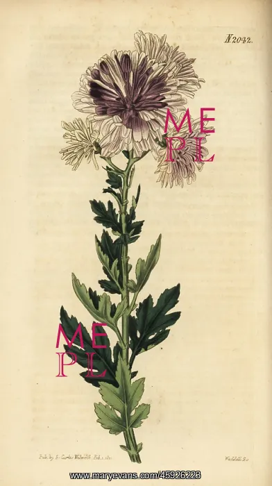 : Chrysanthemum, Chrysanthemum indicum : Chrysanthemum, Chrysanthemum indicum