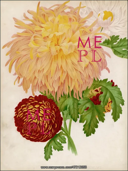 : CHRYSANTHEMUM / ENG.DIC.GN : CHRYSANTHEMUM / ENG.DIC.GN