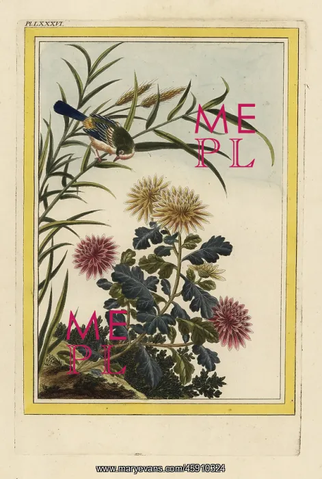 : Chrysanthemum indicum : Chrysanthemum indicum