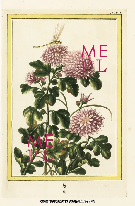 : Chrysanthemum indicum with dragonfly : Chrysanthemum indicum with dragonfly