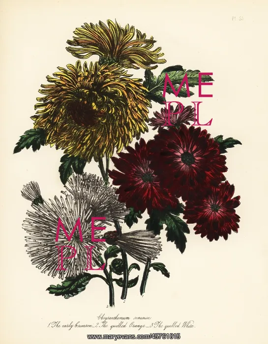 : Chrysanthemum indicum varieties : Chrysanthemum indicum varieties