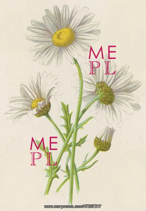  : CHRYSANTHEMUM LEUCANTH