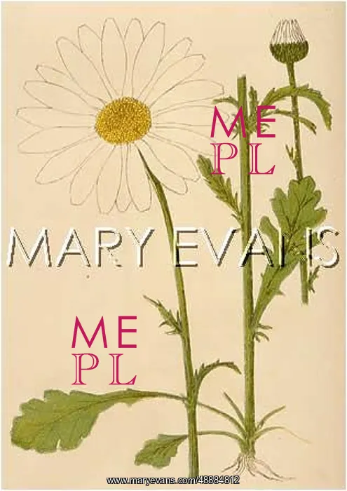 : CHRYSANTHEMUM LEUCANTH