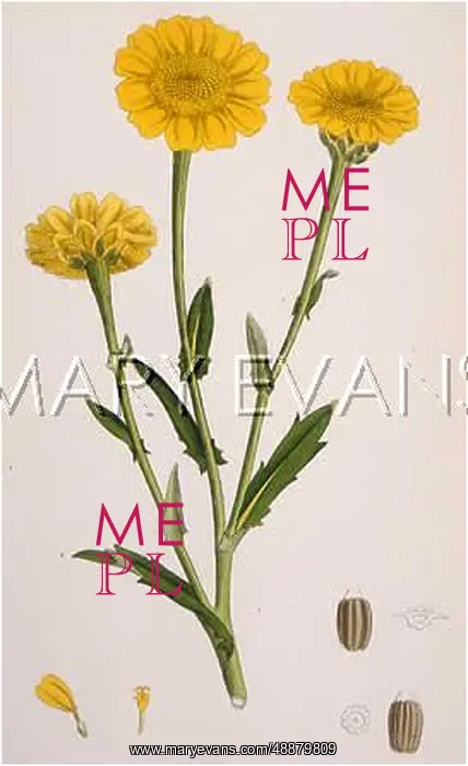  : CHRYSANTHEMUM SEGETUM