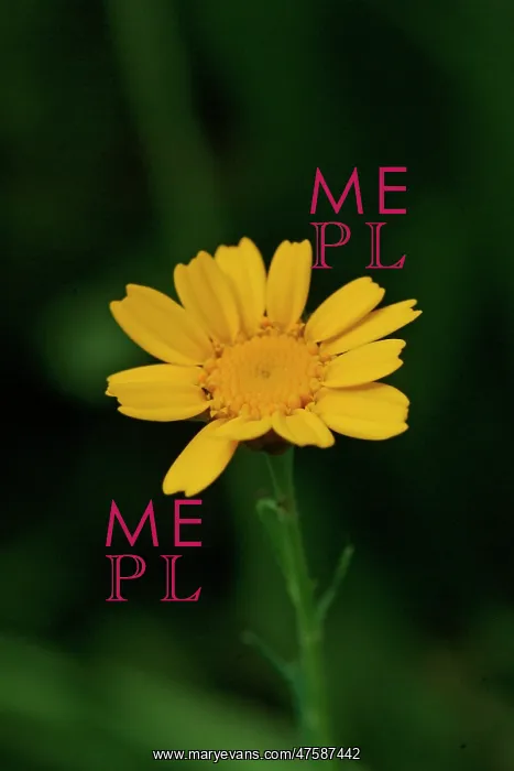 : Chrysanthemum segetum, corn marigold : Chrysanthemum segetum, corn marigold