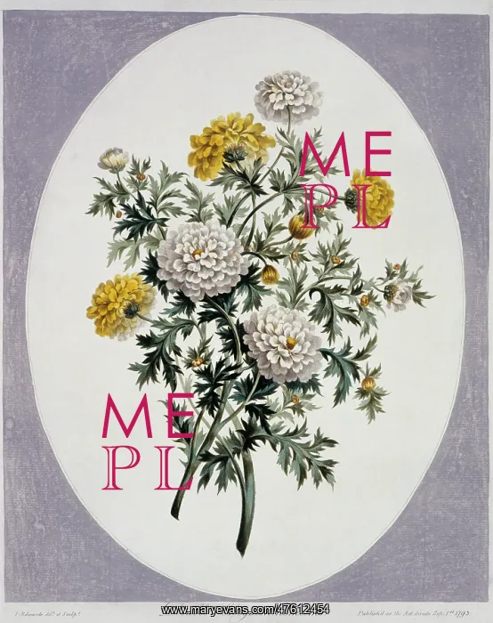 : Chrysanthemum sp. chrysanthemums : Chrysanthemum sp. chrysanthemums
