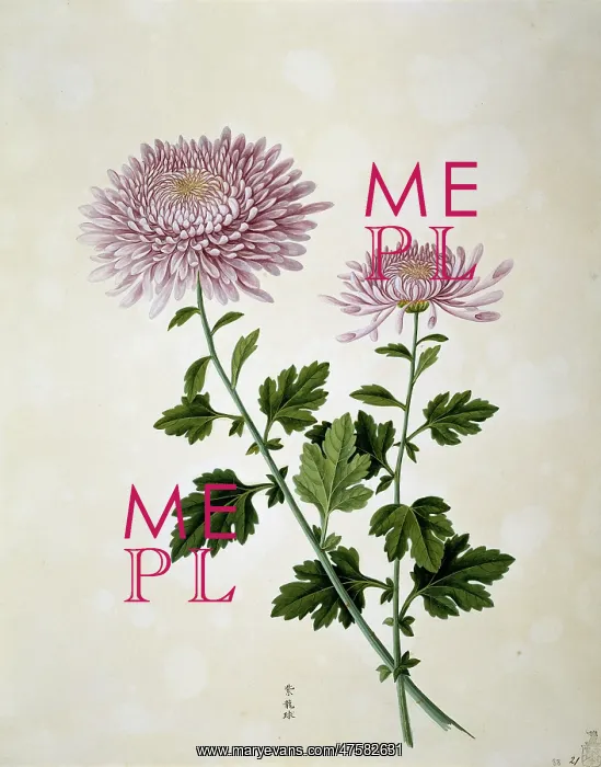 : Chrysanthemum x morifolium, chrysanthemum : Chrysanthemum x morifolium, chrysanthemum