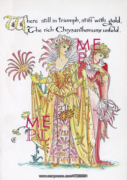 : Chrysanthemums : Chrysanthemums