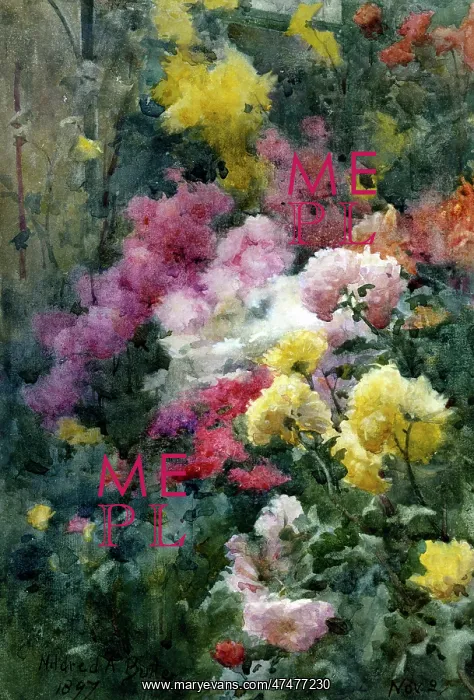 : Chrysanthemums : Chrysanthemums