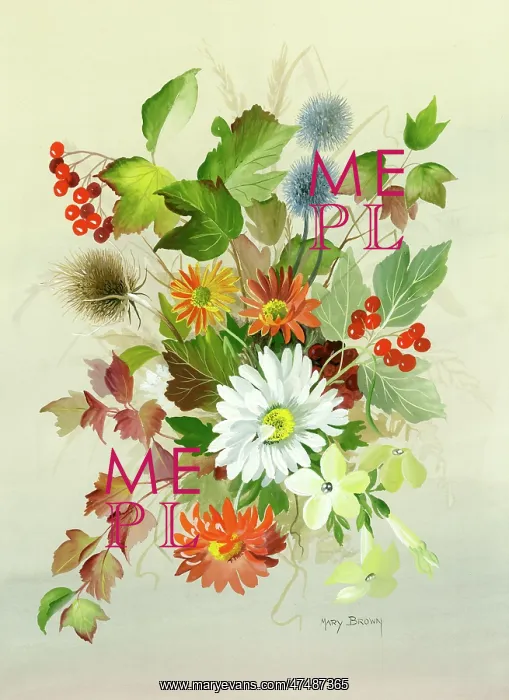  : Chrysanthemums etc