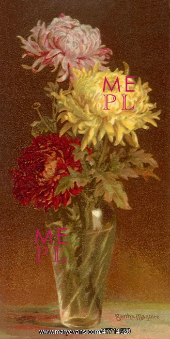 : Chrysanthemums : Chrysanthemums