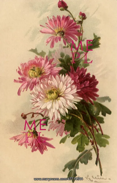: Chrysanthemums : Chrysanthemums