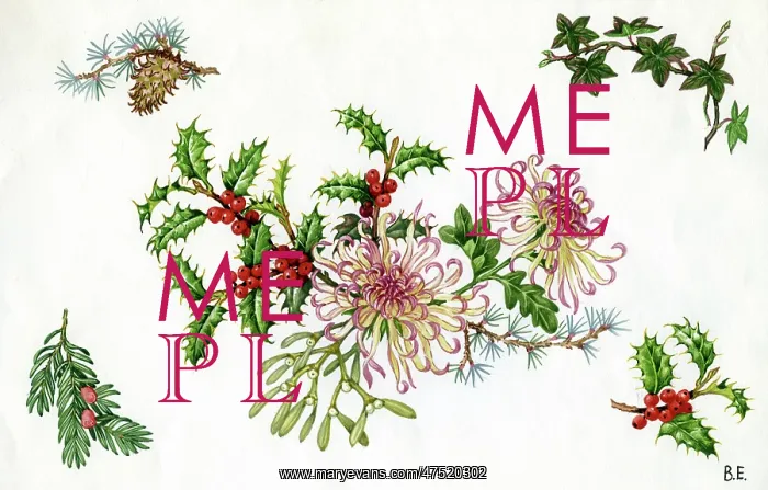: Chrysanthemums, Holly and Mistletoe : Chrysanthemums, Holly and Mistletoe