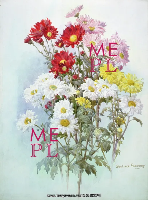 : Chrysanthemums ' pink, white, yellow & red : Chrysanthemums ' pink, white, yellow & red