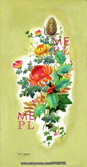 : Chrysanthemums, teasel, holly etc : Chrysanthemums, teasel, holly etc