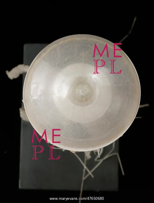 : Chrysaora isosceles, jellyfish : Chrysaora isosceles, jellyfish