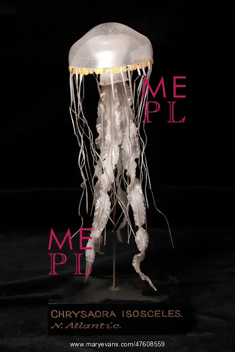 : Chrysaora isosceles, jellyfish model : Chrysaora isosceles, jellyfish model