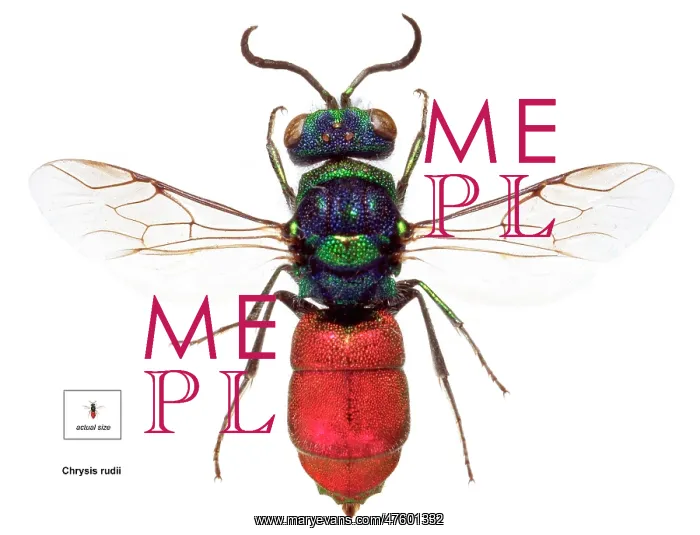 : Chrysis rudii, ruby-tailed wasp : Chrysis rudii, ruby-tailed wasp