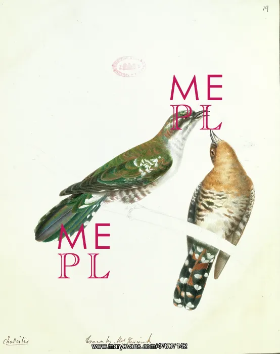 : Chrysococcyx caprius, diederik cuckoo : Chrysococcyx caprius, diederik cuckoo