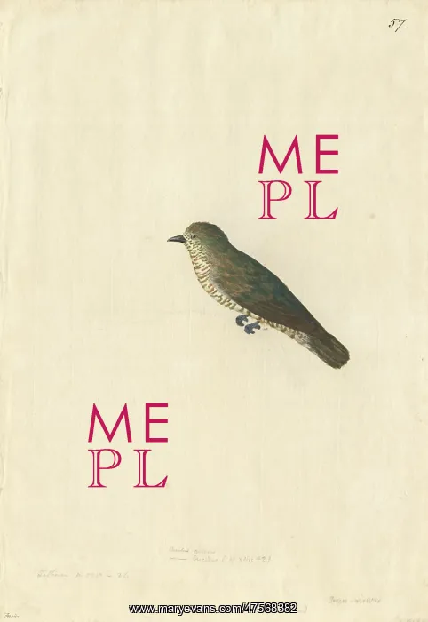 : Chrysococcyx lucidus, shining bronze cuckoo : Chrysococcyx lucidus, shining bronze cuckoo