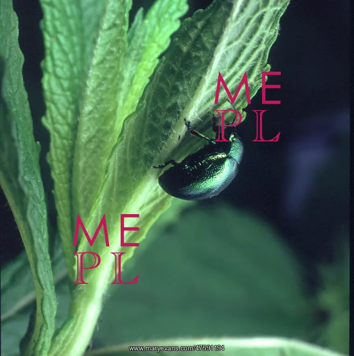 : Chrysolina menthastri, mint leaf beetle eating a mint leaf : Chrysolina menthastri, mint leaf beetle eating a mint leaf