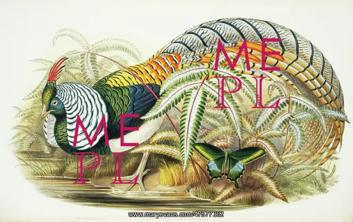 : Chrysolophus amherstiae, Lady Amherst's pheasant : Chrysolophus amherstiae, Lady Amherst's pheasant
