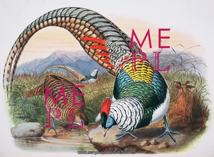 : Chrysolophus amherstiae, Lady Amherst's pheasant : Chrysolophus amherstiae, Lady Amherst's pheasant