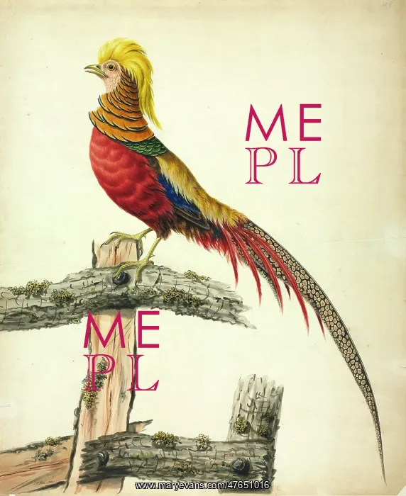 : Chrysolophus pictus, golden pheasant : Chrysolophus pictus, golden pheasant